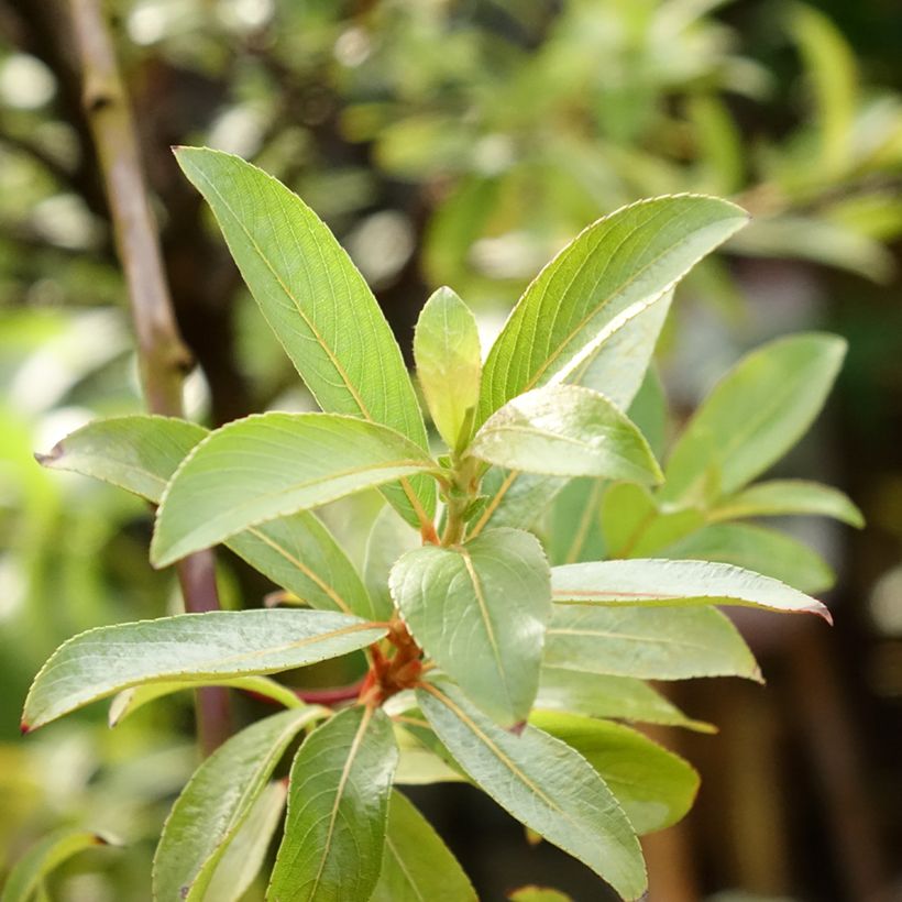 Rosa Riesen-Salweide Mount Aso - Salix gracilistyla (Laub)