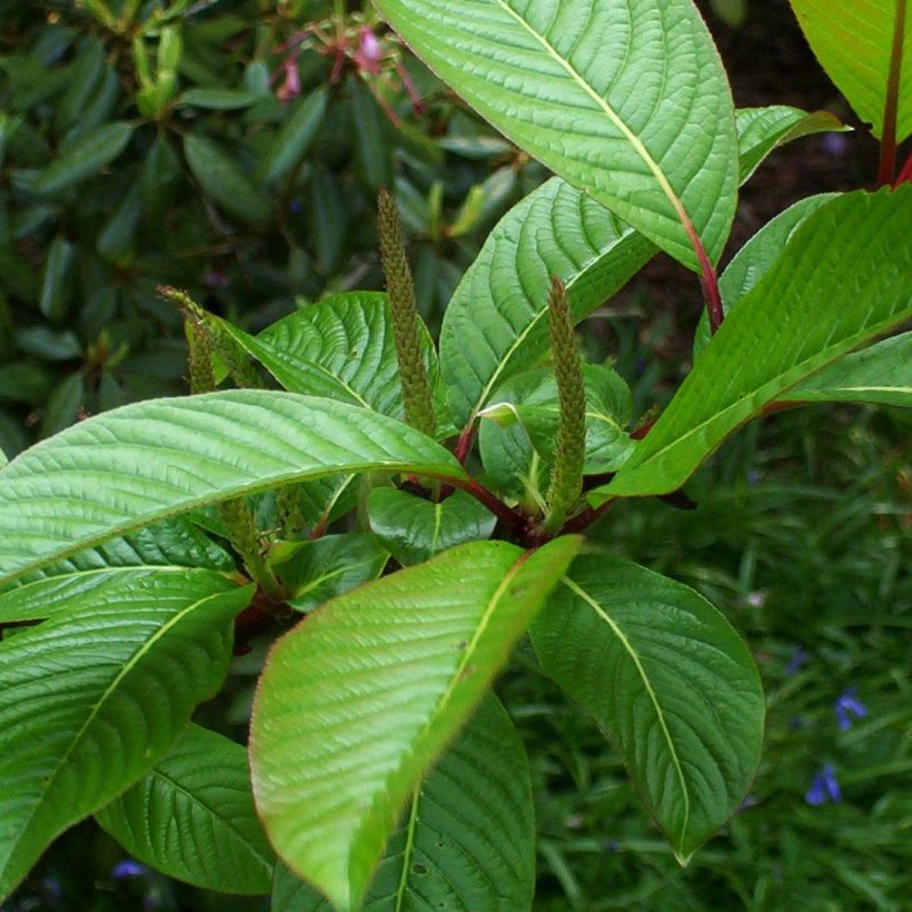 Farges Weide - Salix fargesii (Laub)