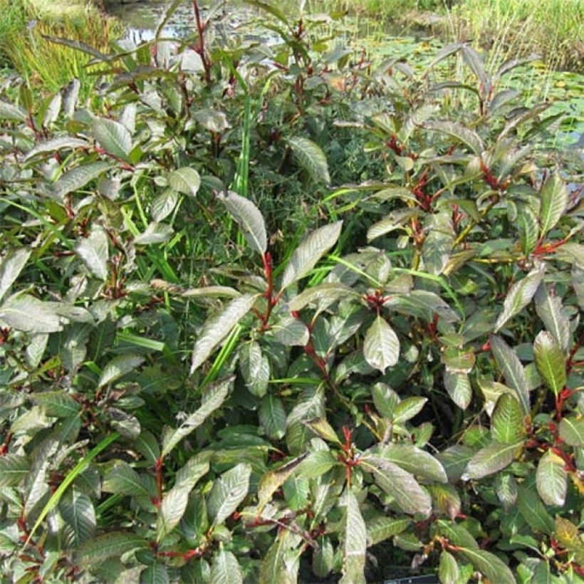 Farges Weide - Salix fargesii (Hafen)