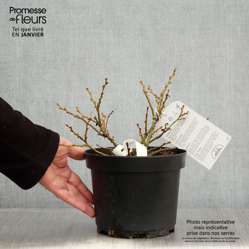 Exemplar von Salix lanata - Saule laineux Pot de 2L/3L wie im Winter geliefert