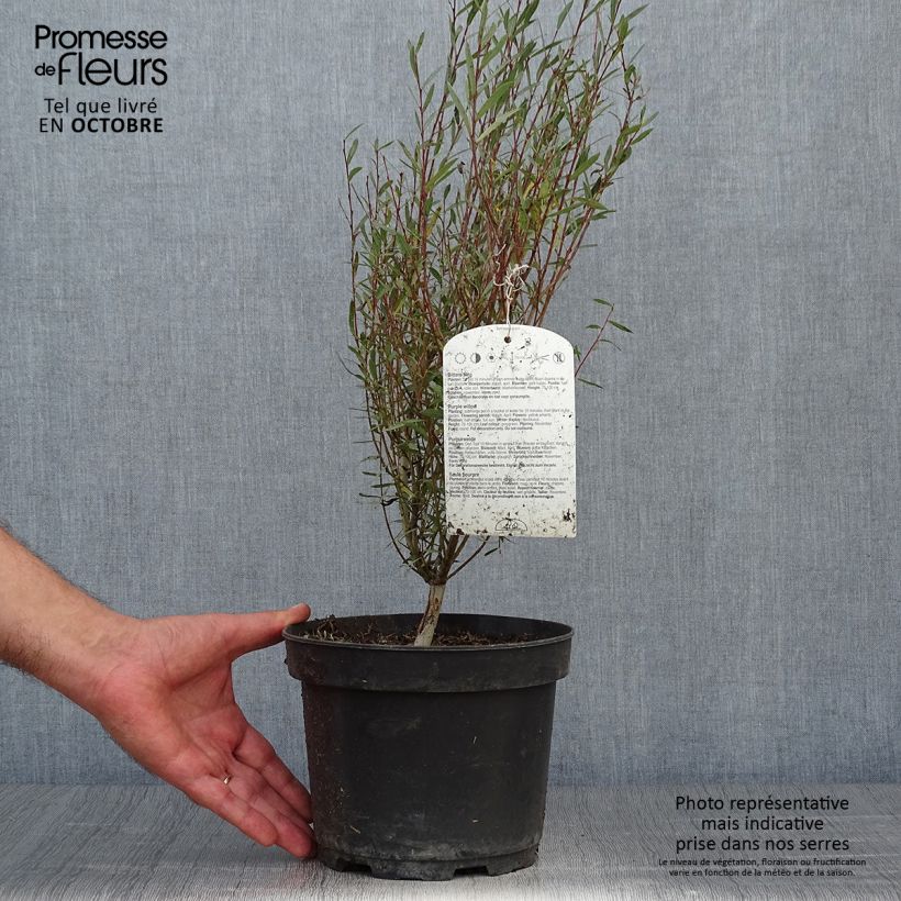 Exemplar von Salix purpurea Nana 40/50cm en pot de 2L/3L - Saule pourpre wie im Herbst geliefert