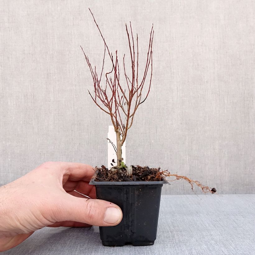 Exemplar von Purpur-Weide Nana - Salix purpurea Kleine Töpfe von 8/9 cm wie im Winter geliefert