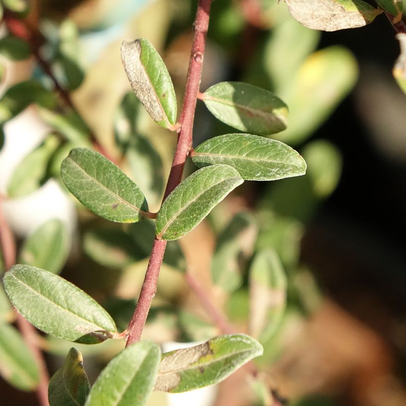 Kriech-Weide Armando - Salix repens (Laub)