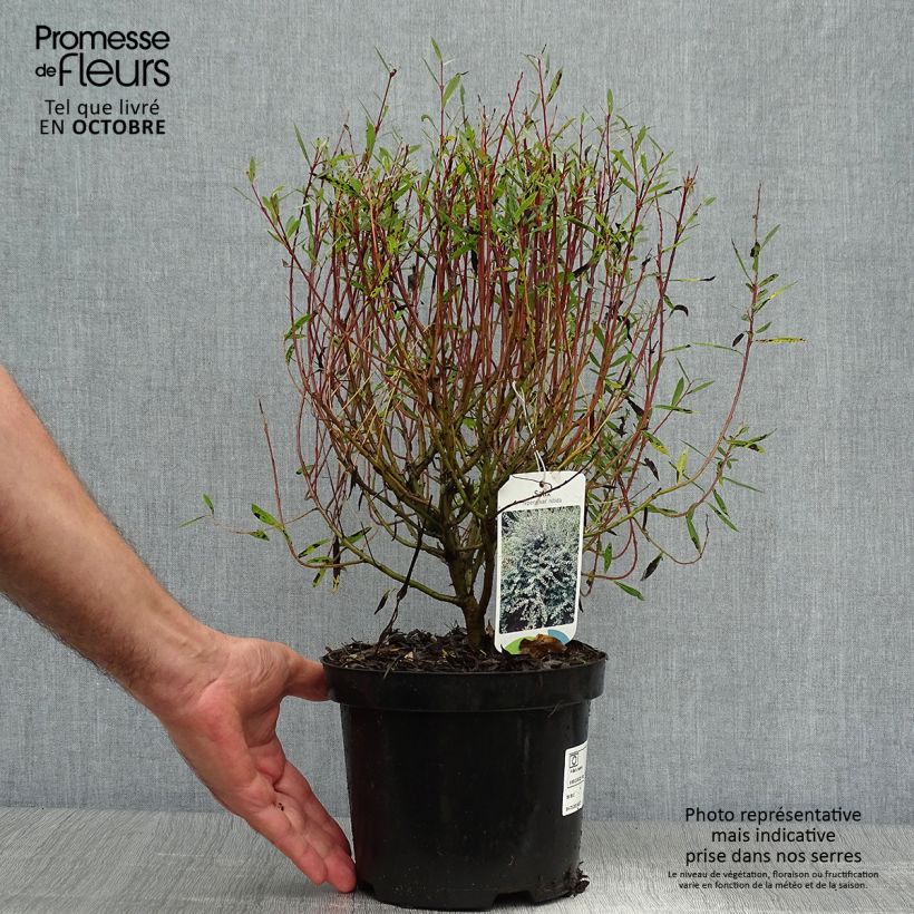 Exemplar von Salix repens - Saule rampant en pot de 2/3L wie im Herbst geliefert