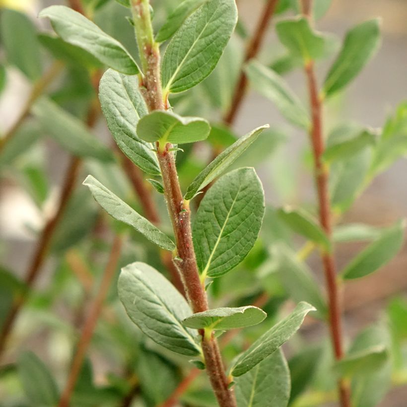 Kriech-Weide - Salix repens (Laub)