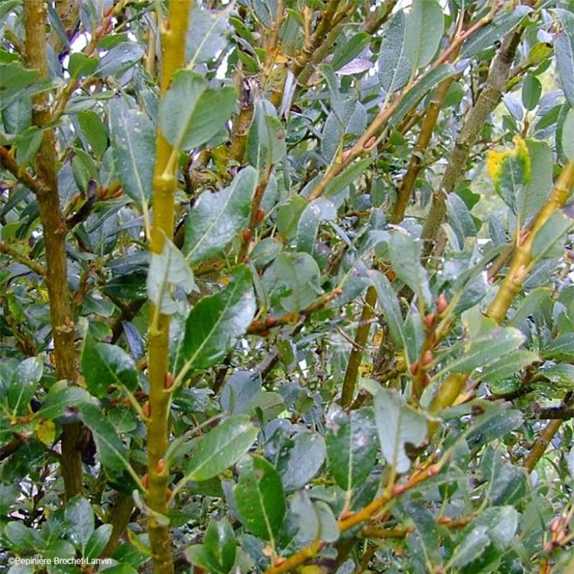 Kriech Weide - Salix tetrapla (Laub)