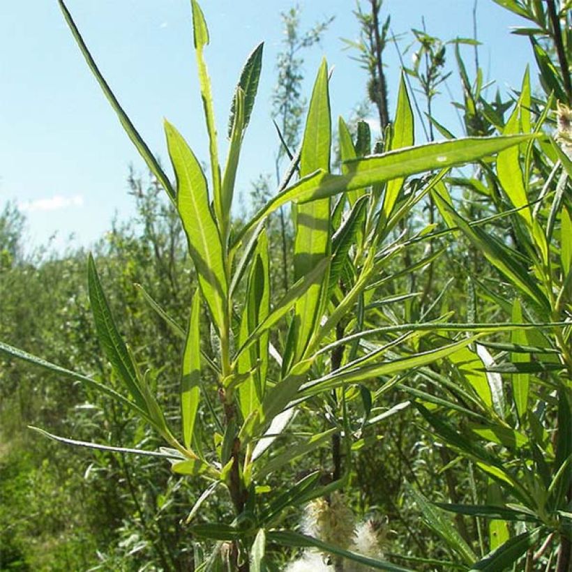 Korb-Weide - Salix viminalis (Laub)