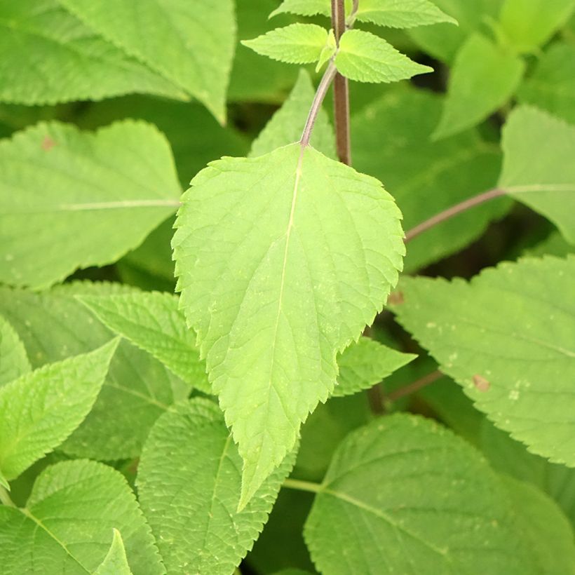 Salvia guaranitica Amante - Guarani-Salbei (Laub)