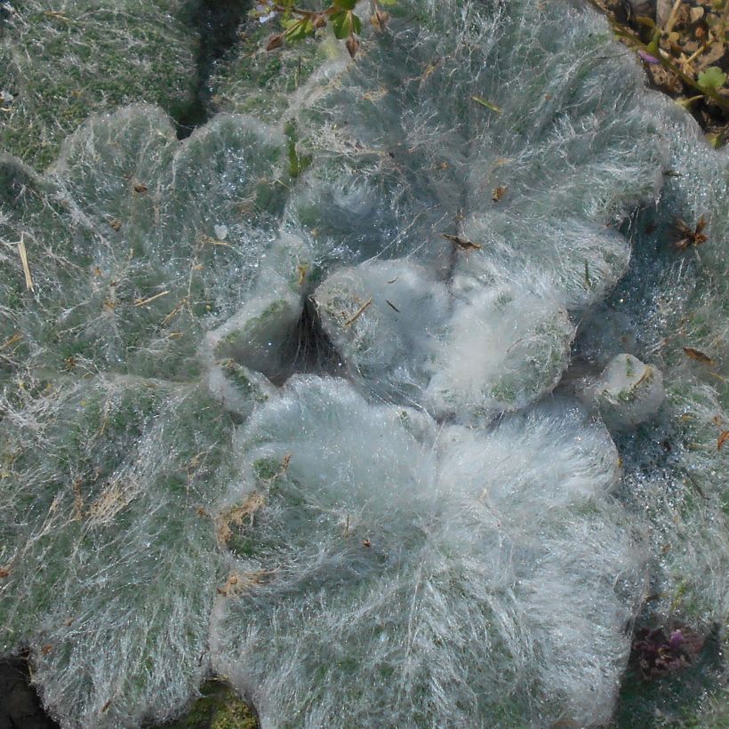 Salvia argentea - Silber-Salbei (Laub)