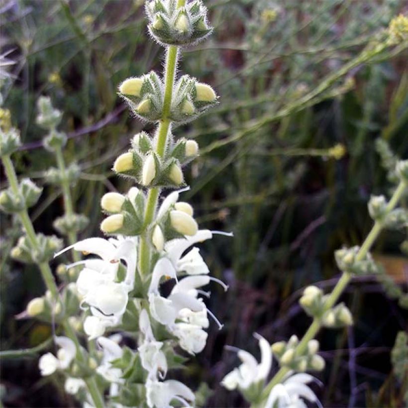 Salvia argentea - Silber-Salbei (Blüte)