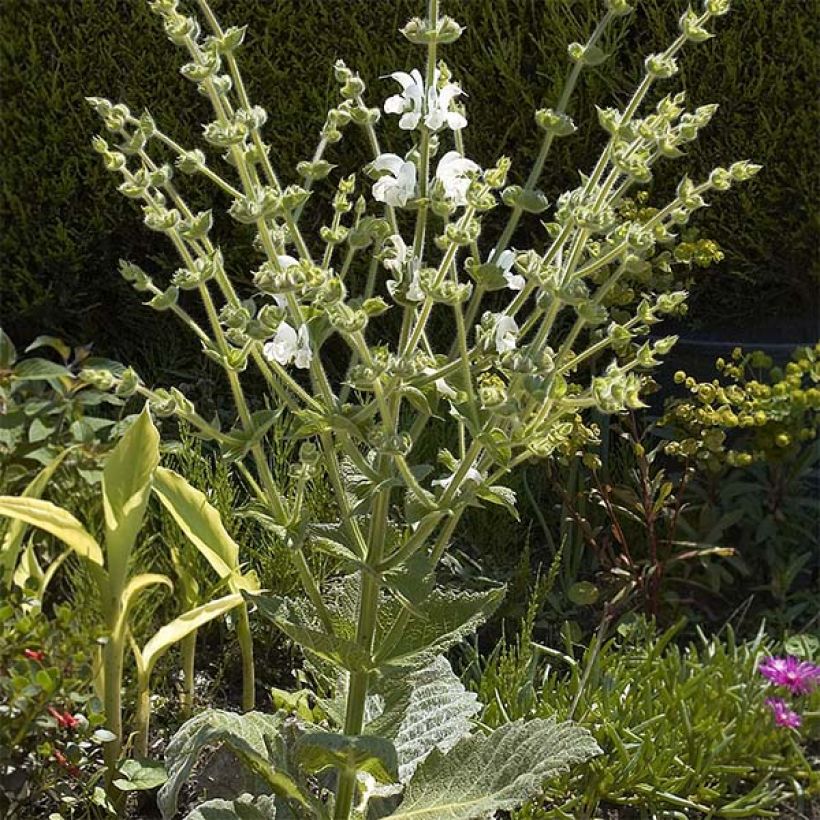 Salvia argentea - Silber-Salbei (Hafen)