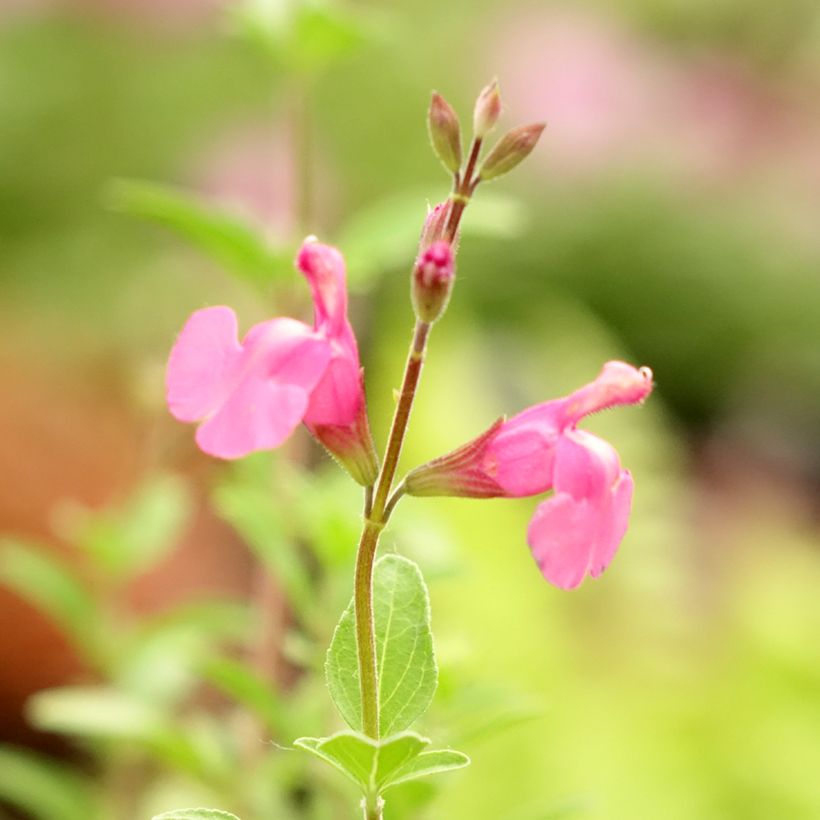 Salvia Delice Feline - Ziersalbei (Blüte)