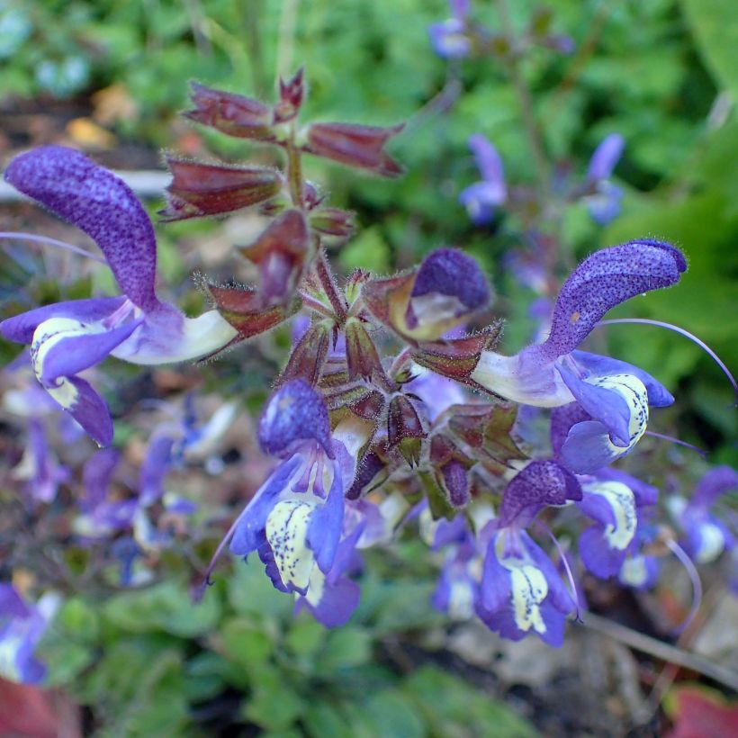 Salvia forsskaolei - Balkan-Salbei (Blüte)