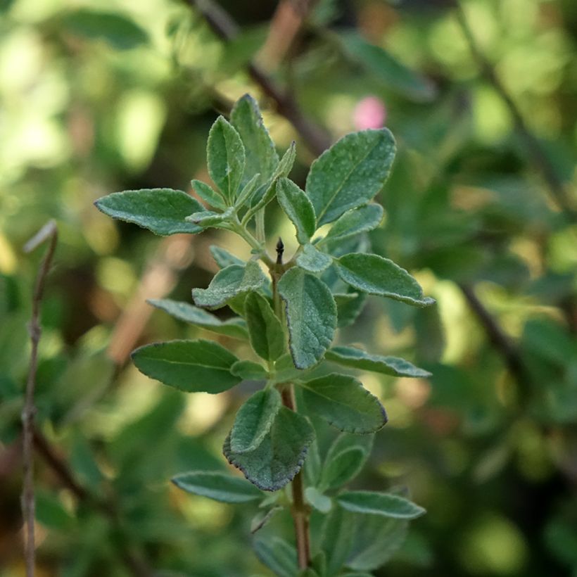 Salvia greggii ARCTIC BLAZE Purple - Strauchiger Salbei (Laub)