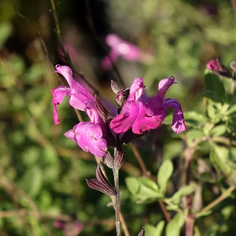 Salvia greggii ARCTIC BLAZE Purple - Strauchiger Salbei (Blüte)