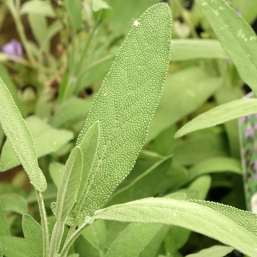 Lavendelblättriger Salbei - Salvia lavandulifolia (Laub)