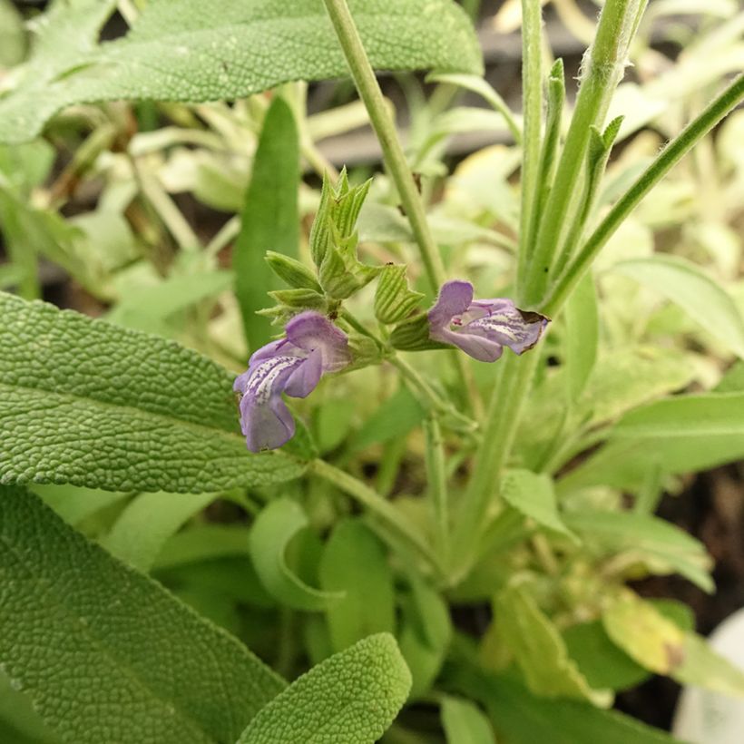 Lavendelblättriger Salbei - Salvia lavandulifolia (Blüte)