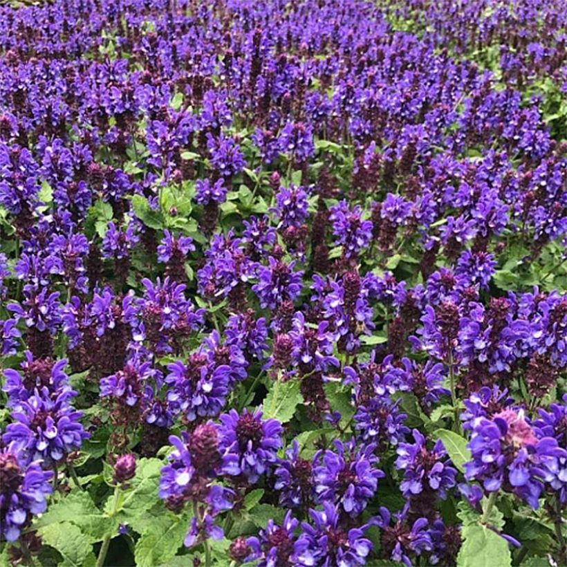 Salvia nemorosa Blue Marvel - Steppen-Salbei (Hafen)