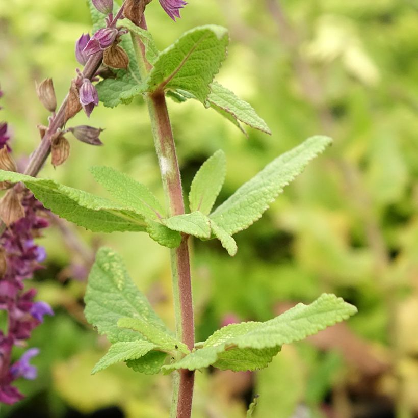 Salvia nemorosa Caradonna Compact - Steppen-Salbei (Laub)