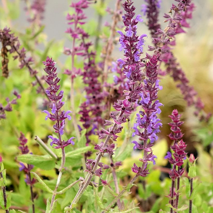 Salvia nemorosa Caradonna Compact - Steppen-Salbei (Blüte)