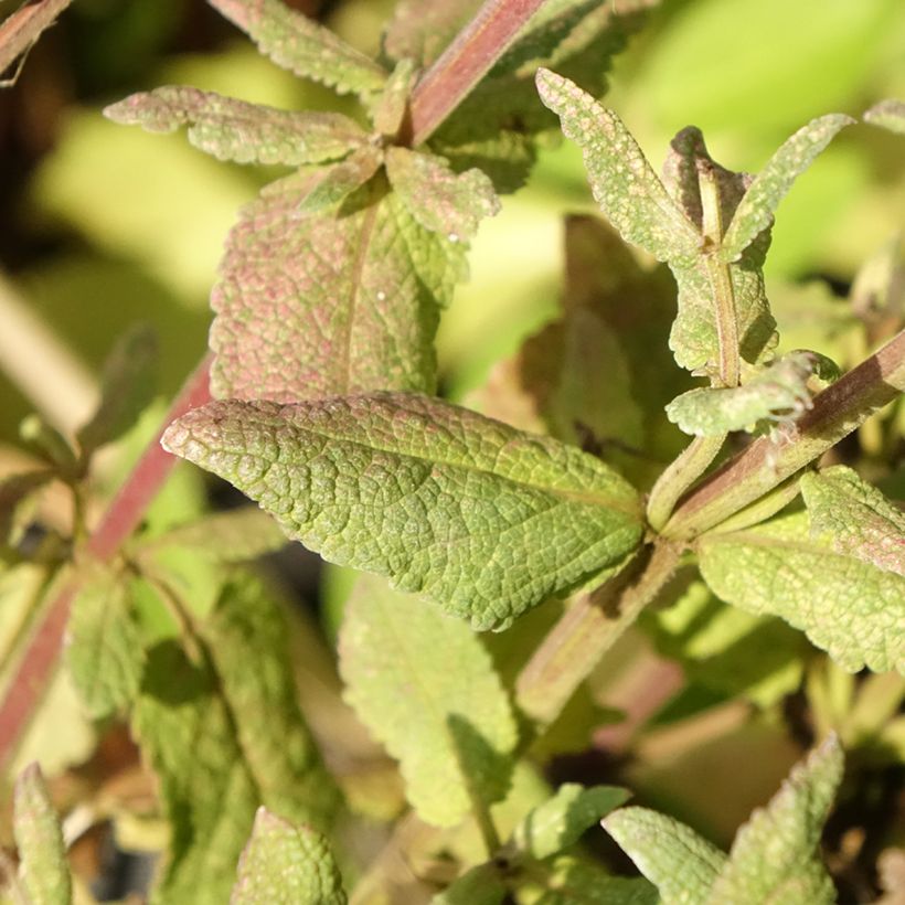 Salvia sylvestris Lyrical Rose - Steppen-Salbei (Laub)