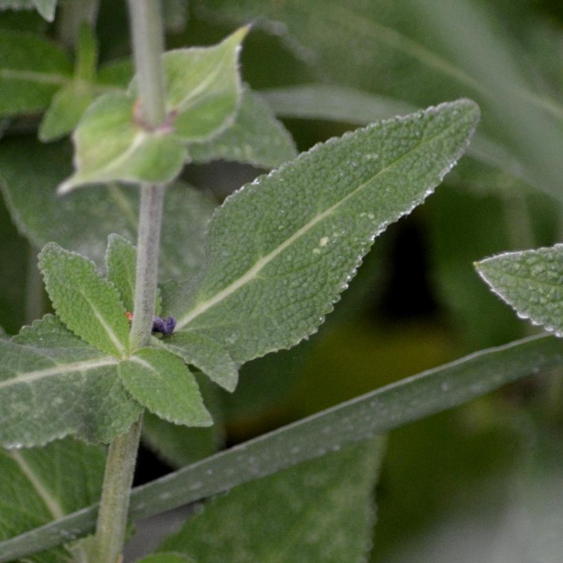 Salvia nemorosa Ostfriesland - Steppen-Salbei (Laub)