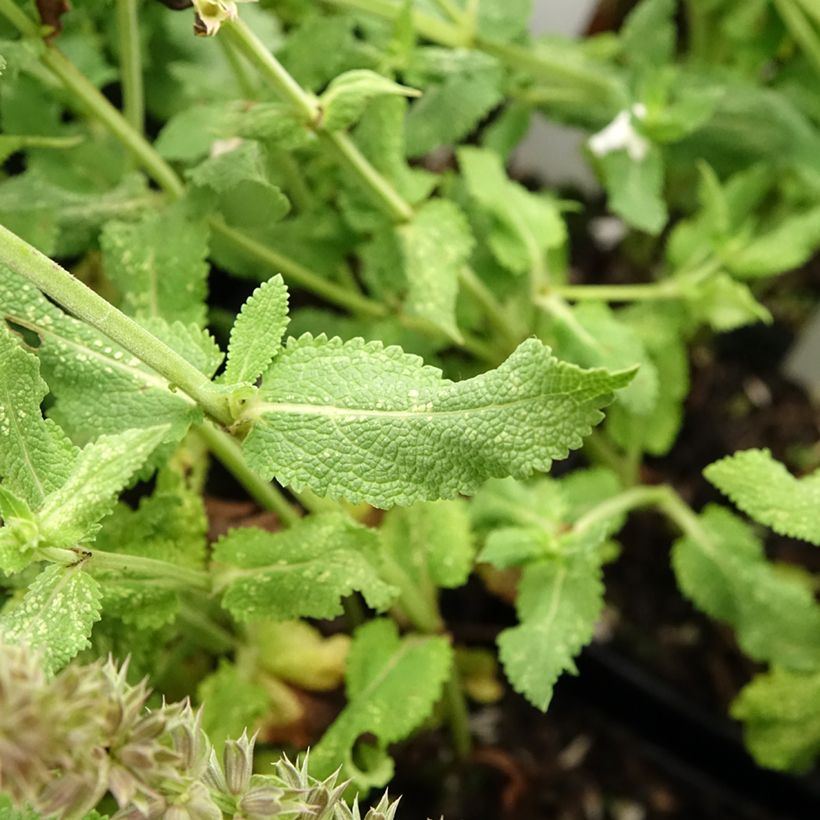 Salvia nemorosa Salute White - Steppen-Salbei (Laub)