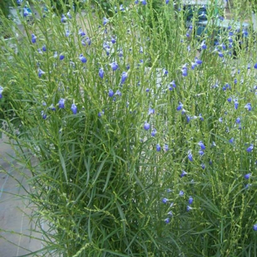 Salvia reptans West Texas form - Afrikanischer Räuchersalbei (Hafen)