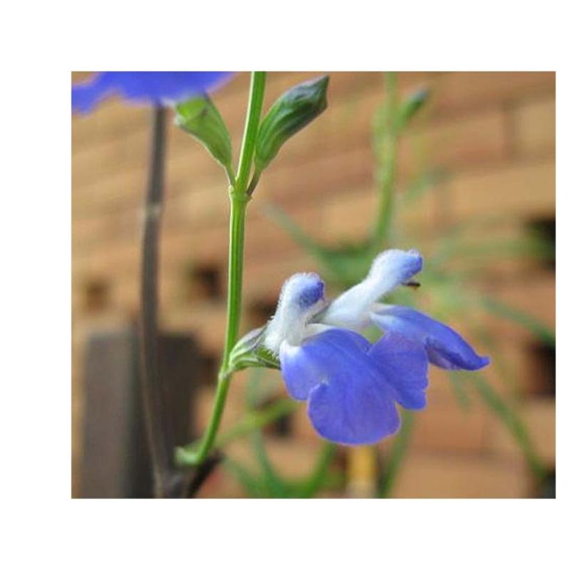 Salvia reptans West Texas form - Afrikanischer Räuchersalbei (Blüte)