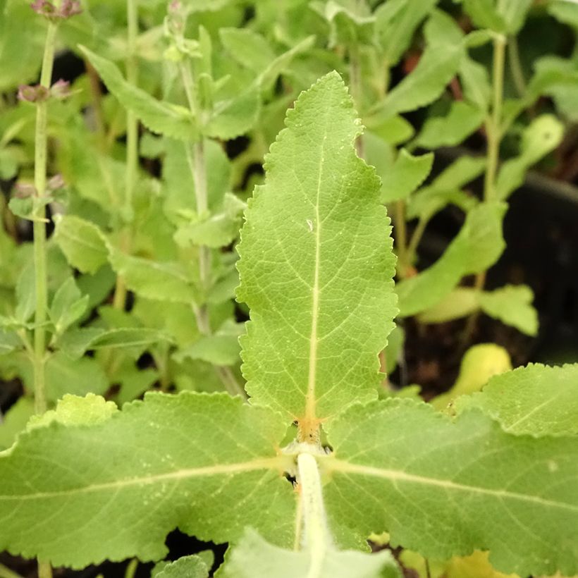 Salvia superba Reine Bleue - Ziersalbei (Laub)