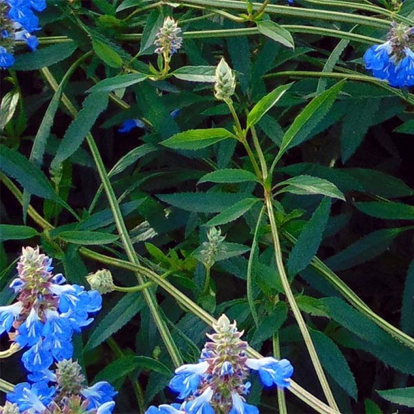 Salvia uliginosa African Skies - Sumpf-Salbei (Laub)