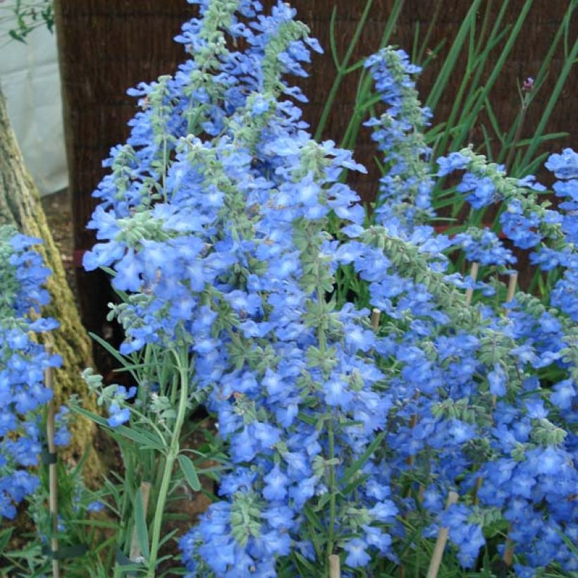 Salvia uliginosa African Skies - Sumpf-Salbei (Blüte)