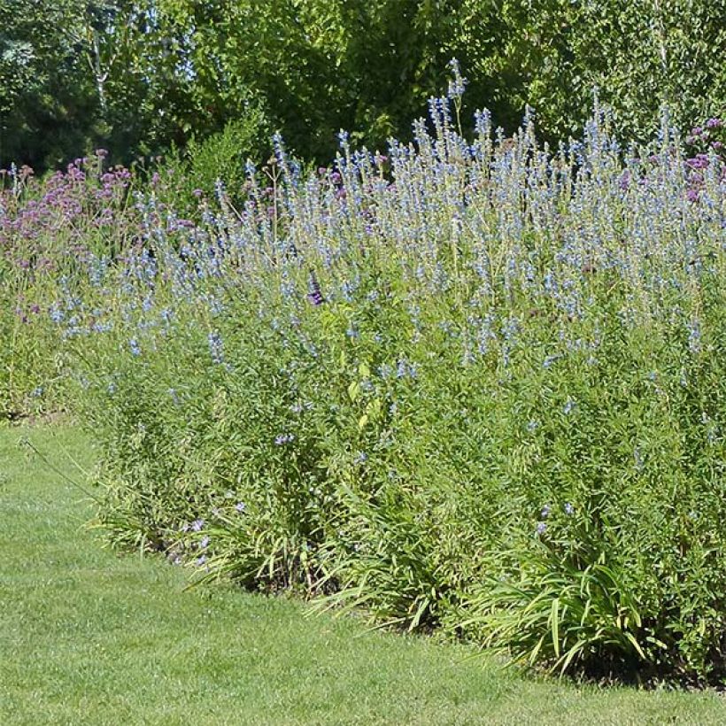 Salvia uliginosa African Skies - Sumpf-Salbei (Hafen)