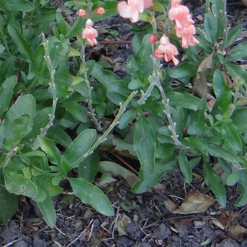 Salvia jamensis California Sunset (Laub)