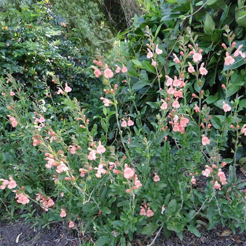 Salvia jamensis California Sunset (Hafen)