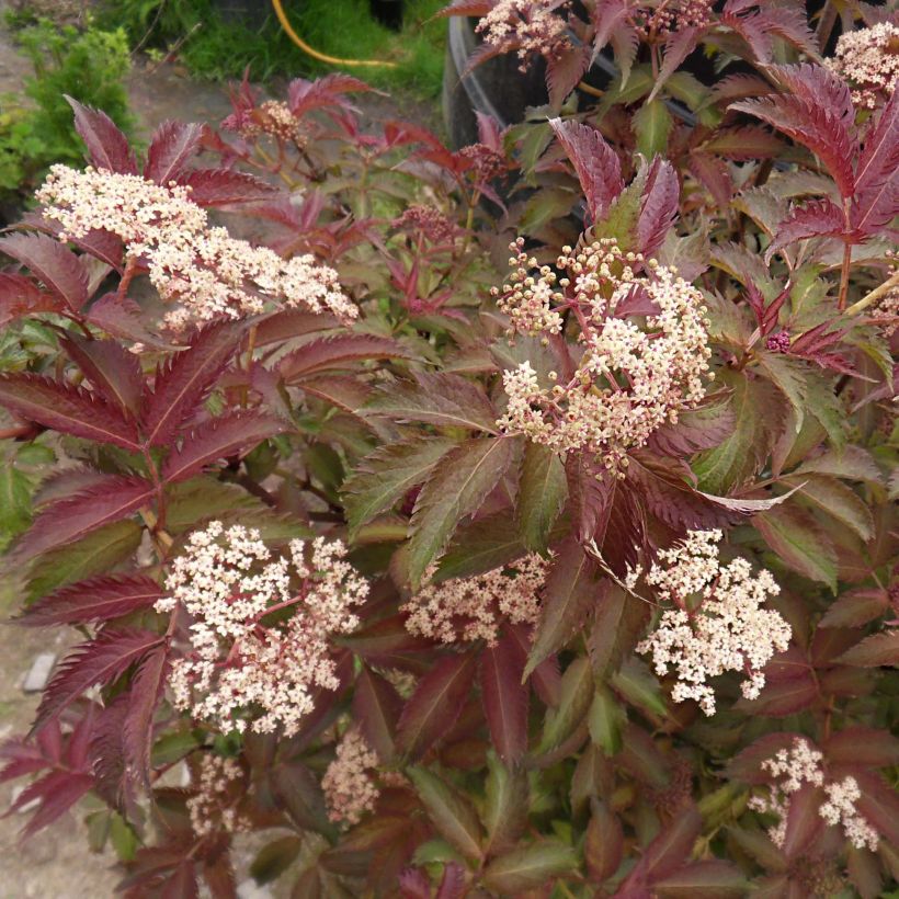 Schwarzer Holunder Serenade - Sambucus nigra (Blüte)