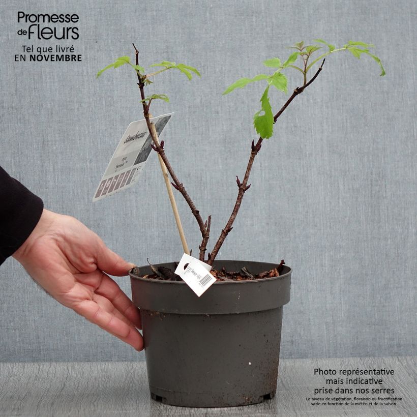 Exemplar von Sambucus nigra Serenade - Sureau noir Pot de 3L/4L wie im Herbst geliefert