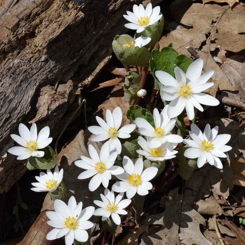 Sanguinaria canadensis - Blutwurz (Hafen)