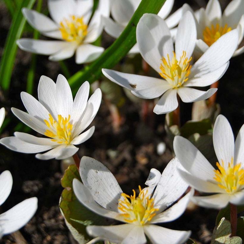 Sanguinaria canadensis - Blutwurz (Blüte)