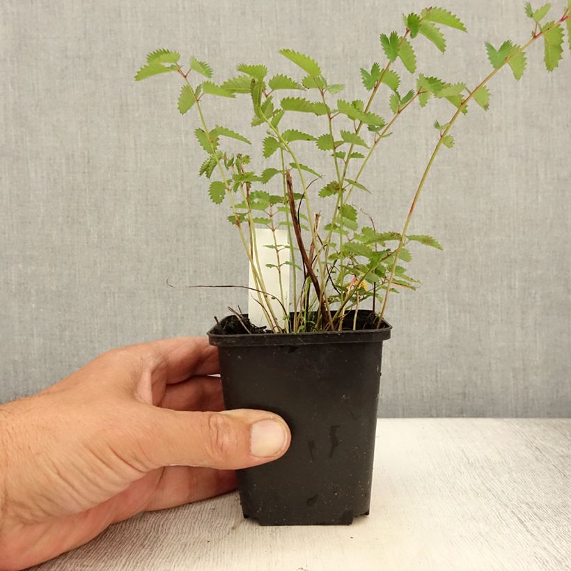 Exemplar von Sanguisorba Chocolate Tip Godet de 9cm wie im Sommer geliefert