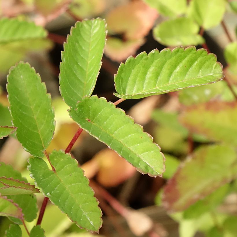 Koreanischer Wiesenknopf Pink Brushes - Sanguisorba hakusanensis (Laub)