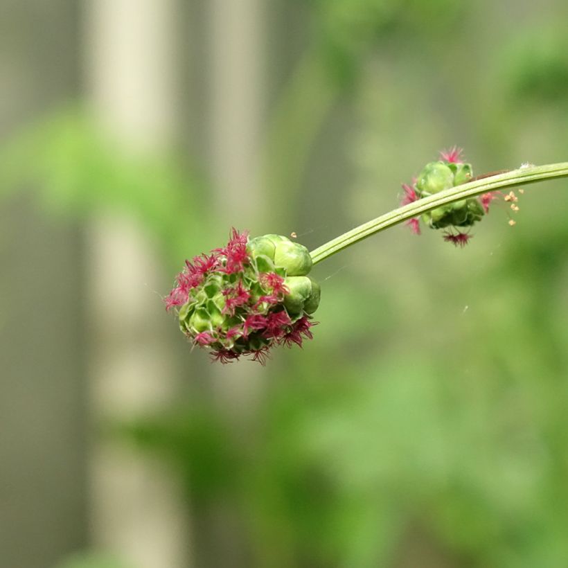 Kleiner Wiesenknopf - Sanguisorba minor (Blüte)