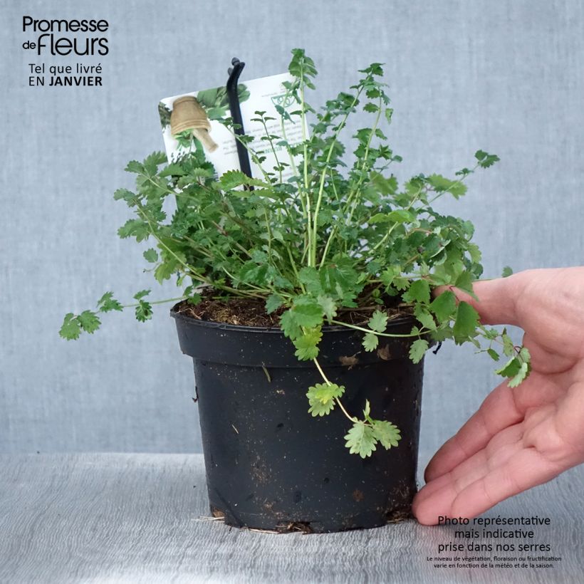 Exemplar von Sanguisorba minor - Petite Pimprenelle Pot de 1.5L/2L wie im Winter geliefert