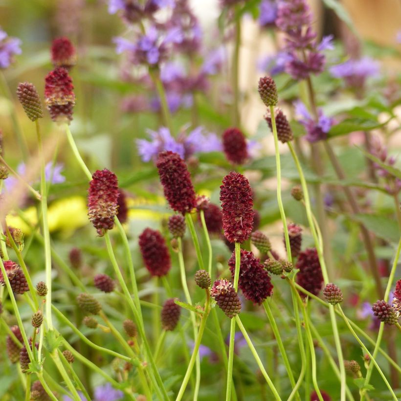 Großer Wiesenknopf Red Thunder - Sanguisorba officinalis (Blüte)