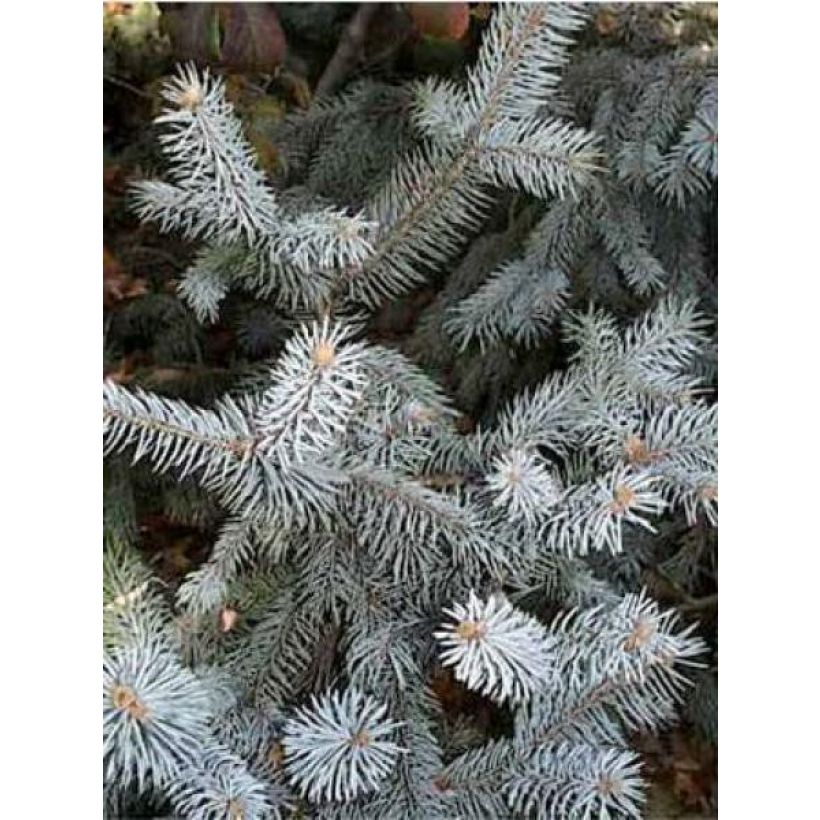 Picea pungens Blue Diamond (Laub)