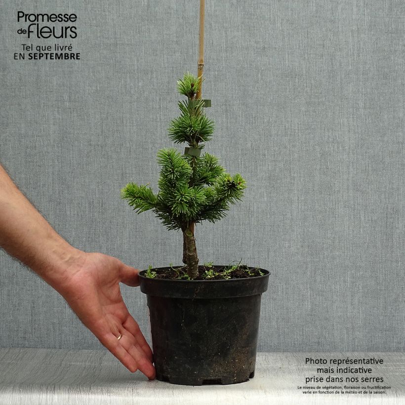 Exemplar von Sapin de Douglas - Pseudotsuga menziesii Pannenhoef  Pot de 3L/4L wie im Herbst geliefert