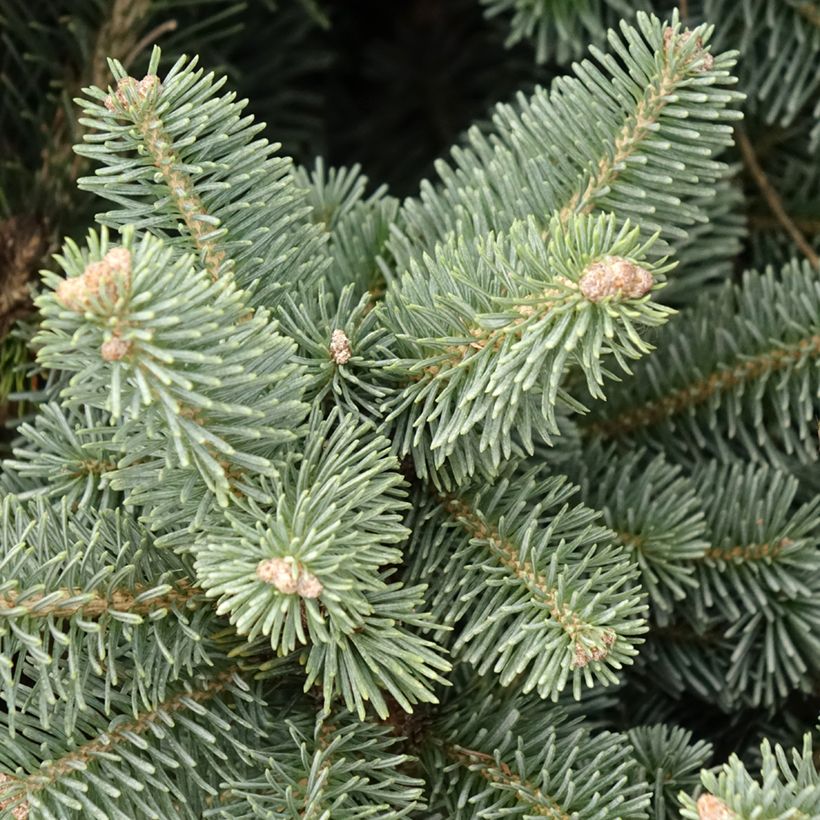 Abies lasiocarpa var. arizonica Compacta - Zwerg-Korktanne (Laub)