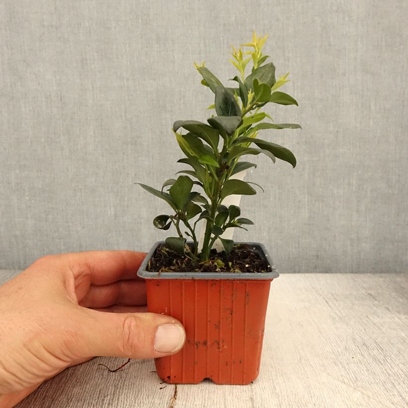 Exemplar von Sarcococca confusa - Schleimbeere Kleine Töpfe von 8/9 cm wie im Frühjahr geliefert