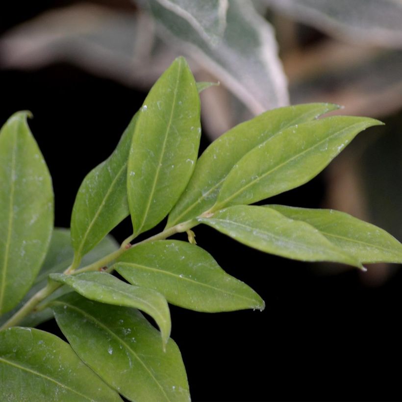 Sarcococca hookeriana - Schleimbeere (Laub)