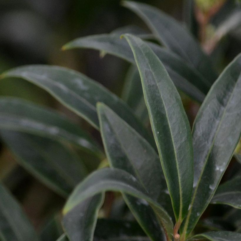 Sarcococca hookeriana var. digyna - Schleimbeere (Laub)